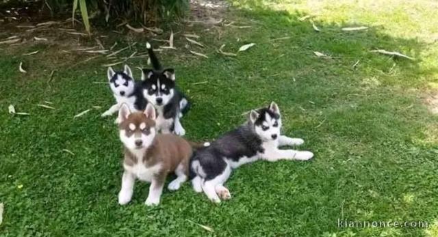 magnifique chiot sibérien husky Mâle et femelle a donner 