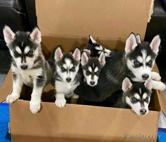 Dons chiot husky sibérien adorable 