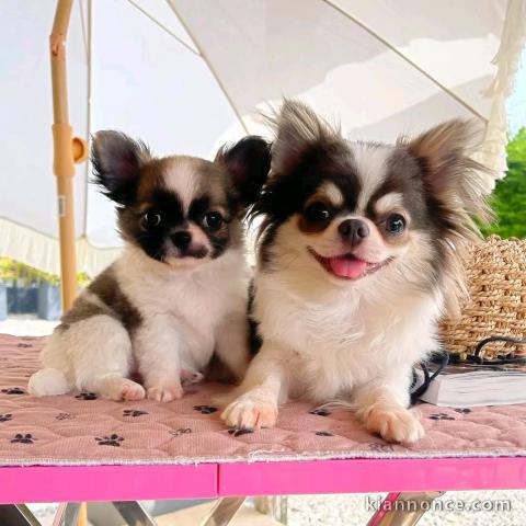 magnifique chiot chihuahua à donner 