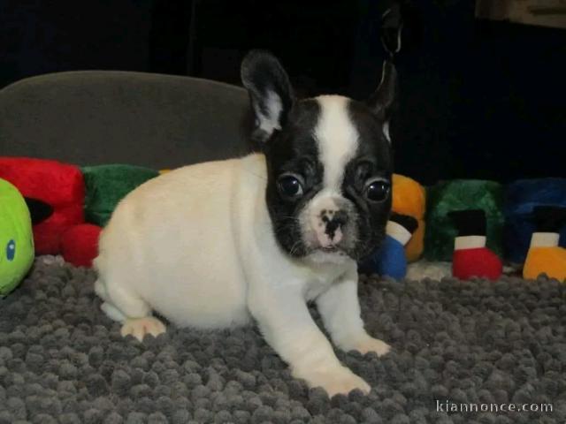 Bébé chiot bouledogue français 