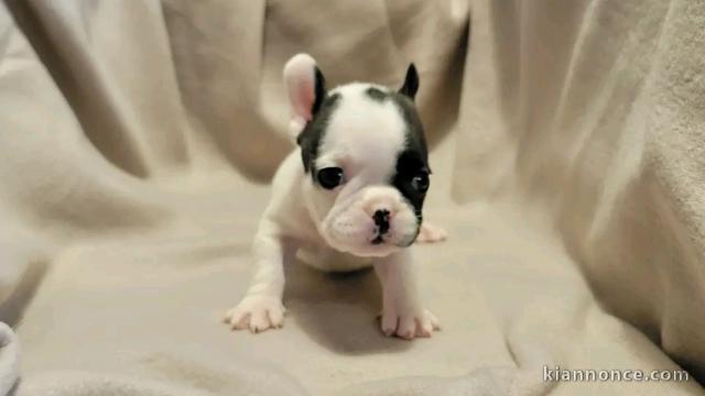 chiot bouledogue français à donner 