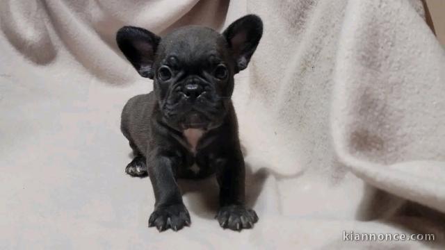 bébé chiot bouledogue français à donner 