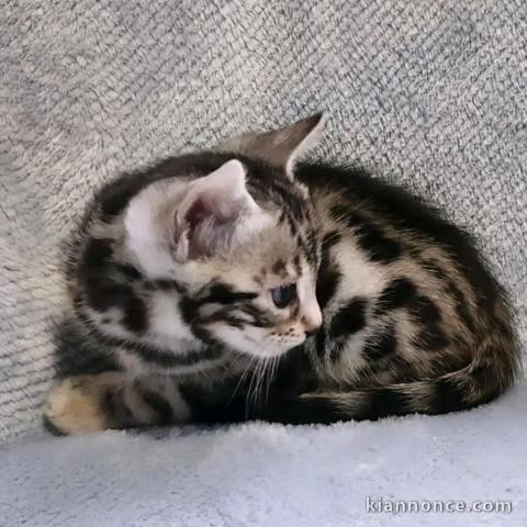 adorable chaton Bengal mâle a donner 