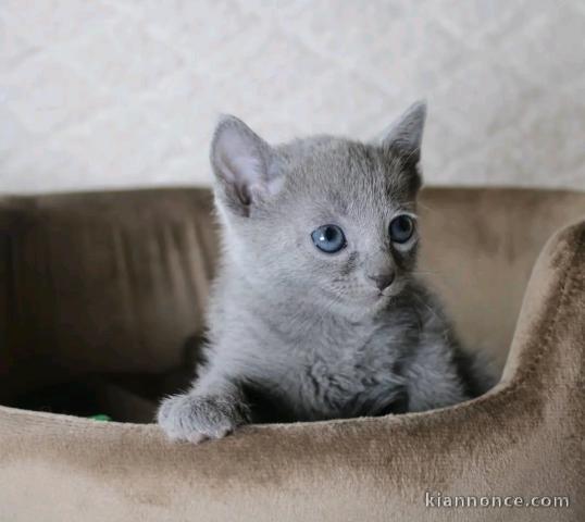chaton bleu russe mâle pour adoption 