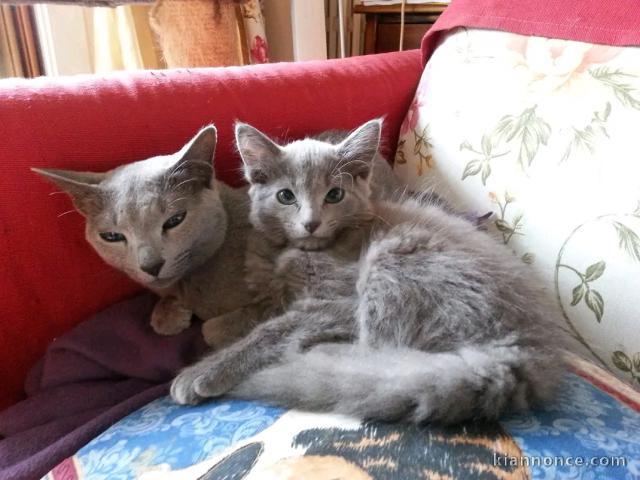 Dons chaton bleu russe 