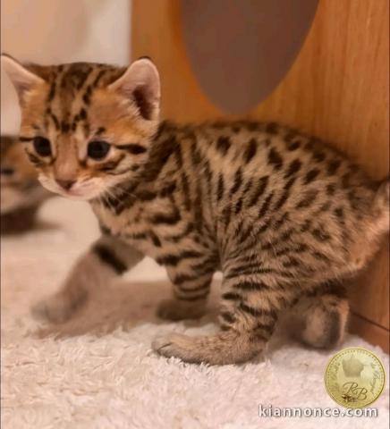 je donne mon chaton Bengal urgent 