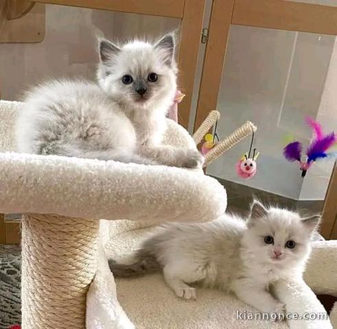 pour adoption chaton ragdoll 