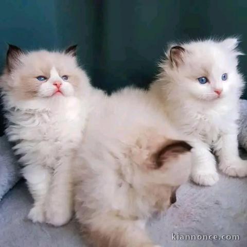 adoption chaton ragdoll femelle et mâle 
