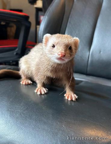 bébé furets mâle a donner 