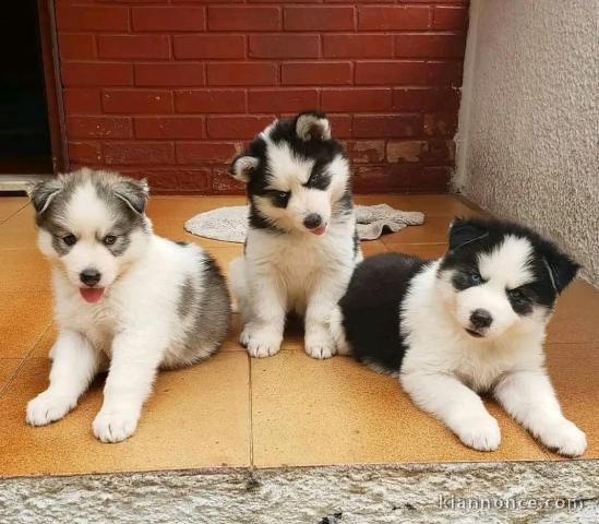 je donne chiot husky sibérien adorable 