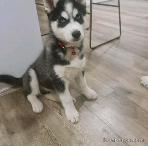bébé chiot husky sibérien à donner 