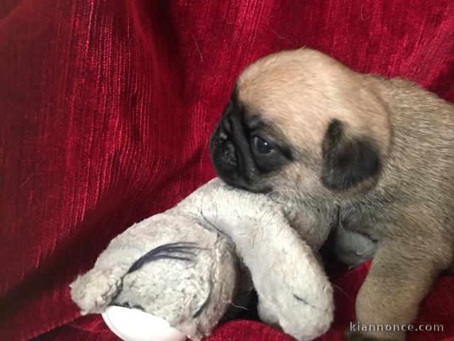 magnifique chiot carlin disponible 