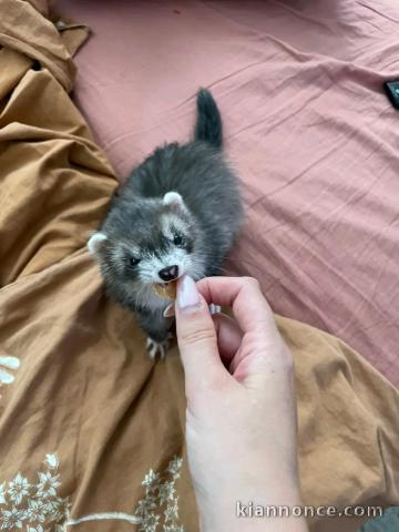 furets mâle disponible pour adoption 