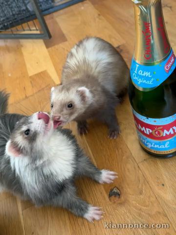 annonce Furet à donner urgent 