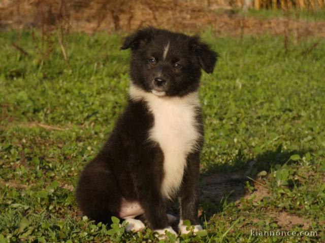 bébé chiot berger australien disponible 
