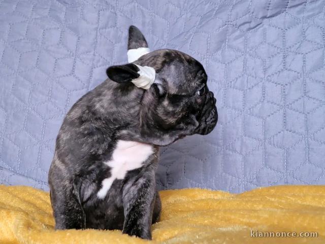 chiot bouledogue français à vendre 