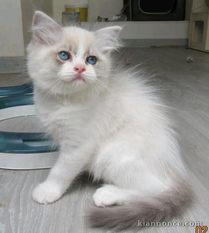 à adopter chaton ragdoll femelle 
