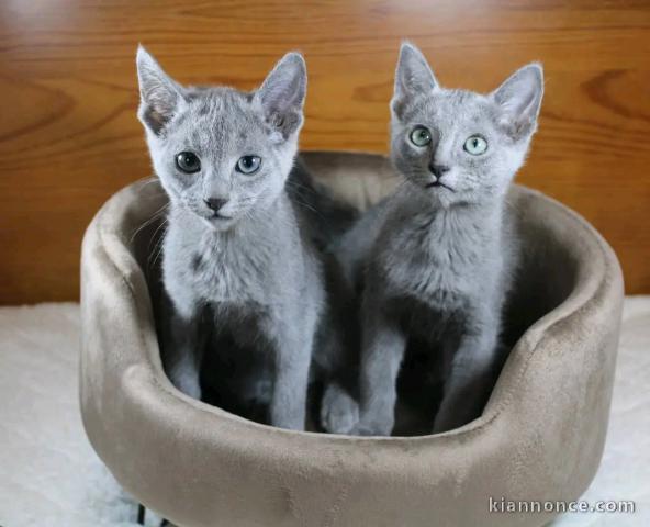 deux chat bleu russe pour compagnie 