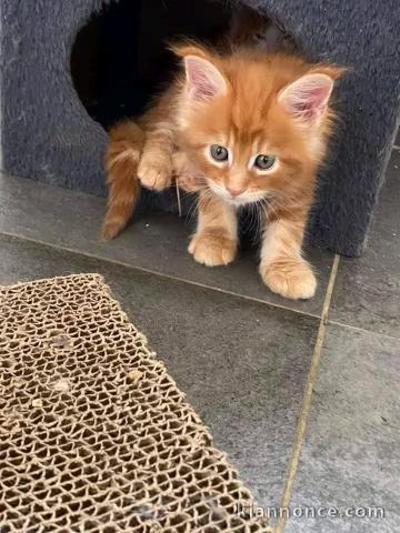 je donne chaton maine coon roux 