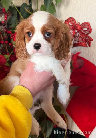 Adorable chiot cavalier king charle disponible 