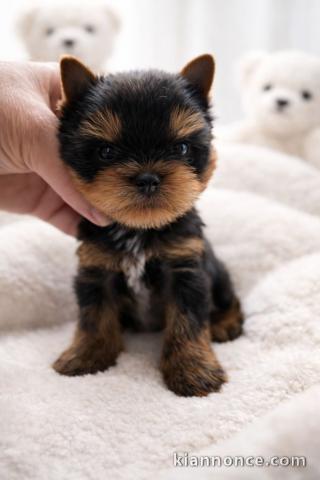 Je donne chiot Yorkshire femelle 