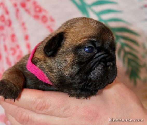 Bébé chiot bouledogue français à céder 