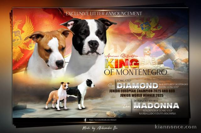 American Staffordshire Terrier – magnifiques chiots