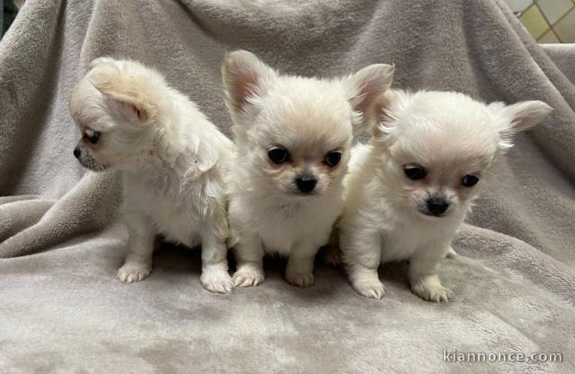 Dons bébé chiot chihuahua disponible 