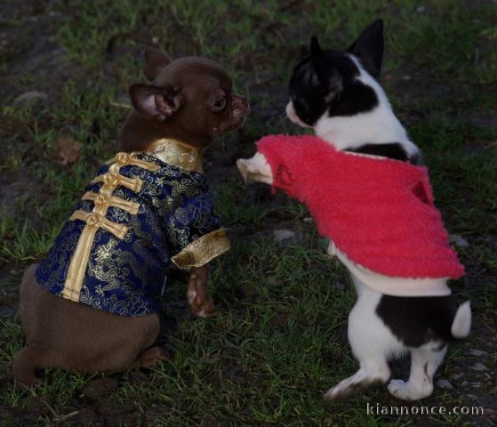 Adorable chiot chihuahua femelle et mâle 