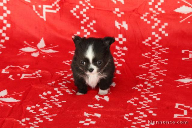 Adorable chiot chihuahua mâle a donner 