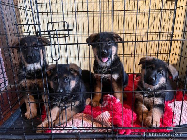 Bébé chiot type berger allemand à adopter 