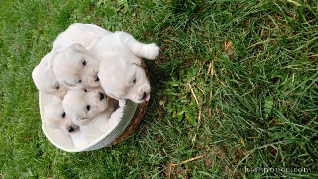 Je donne chiot golden retriever mâle et femelle 