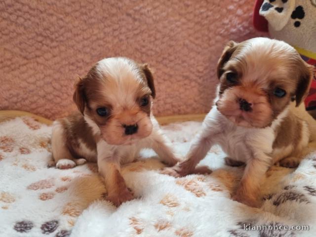Adorable chiot cavalier king charle 