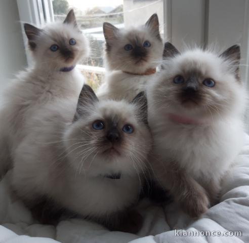 Dons bébé chaton ragdoll femelle 