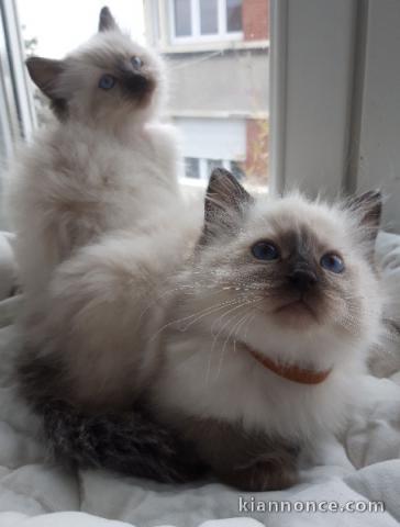 magnifique chaton ragdoll disponible 