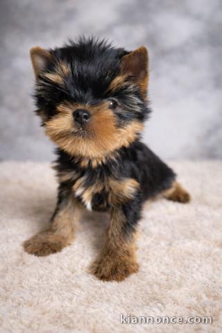 je donne chiot Yorkshire femelle 