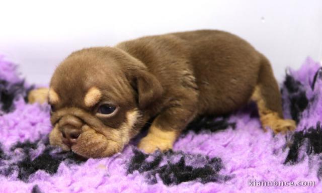 je donne chiot bulldog anglais mâle 