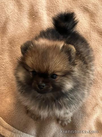 adorable chiot spitz allemand race pure 