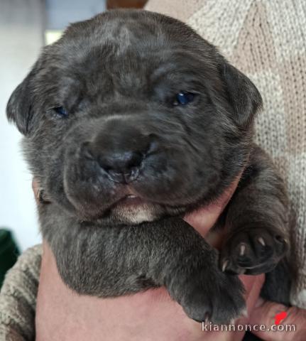 Dons bébé chiot Cane Corso 