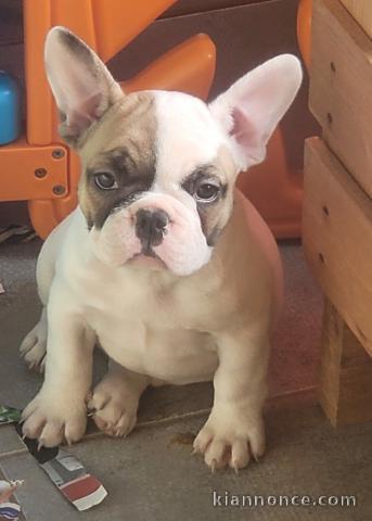 Bébé chiot bouledogue français 