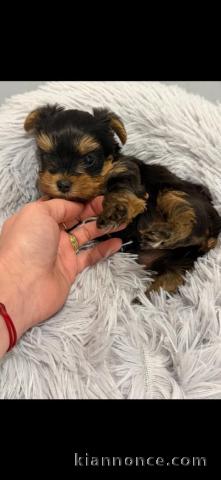 Adorable chiot Yorkshire femelle à donner 