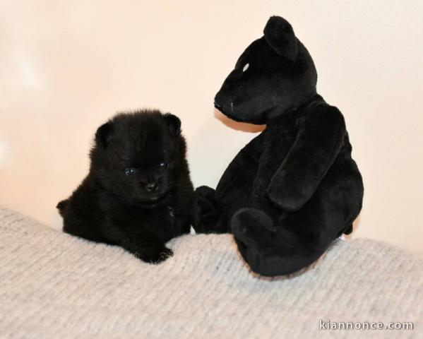 Je donne chiot spitz allemand 