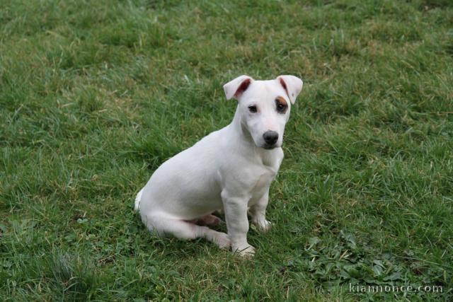 Je donne chiot jack ressel disponible 
