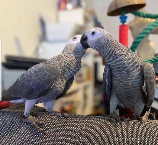 Perroquets Gris du Gabon