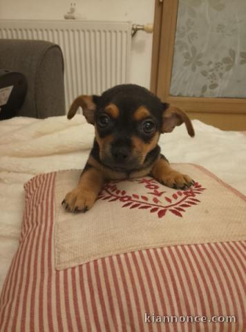 Bébé chiot chihuahua disponible 