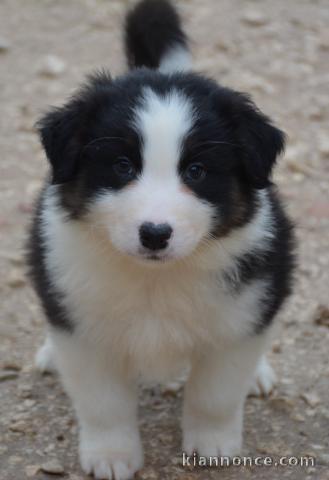 Adorable chiot berger australien 
