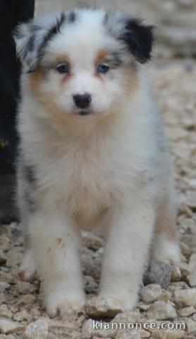 Je donne chiot berger australien disponible 