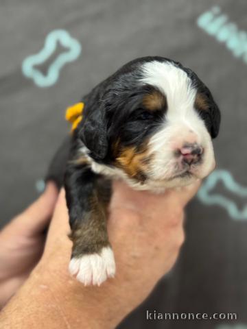 Bébé chiot bouvier bernois a donner 