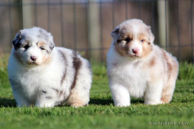 Je donne chiot berger australien disponible 