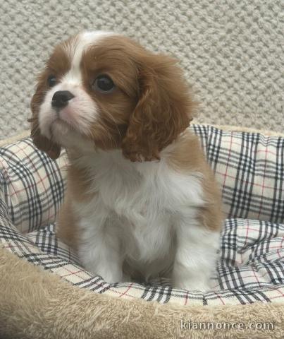 Je donne chiot cavalier king charle 